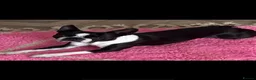 Boston Terrier dogs for sale: Stunning Boston Terrier Puppies  - Advert 13