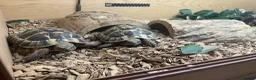 Hermann Tortoise reptiles for sale: 2 hermann tortoises and set up need new home - Advert 5