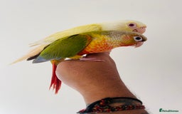 Conures birds for sale: Hand reared conures for sale  - Image 4