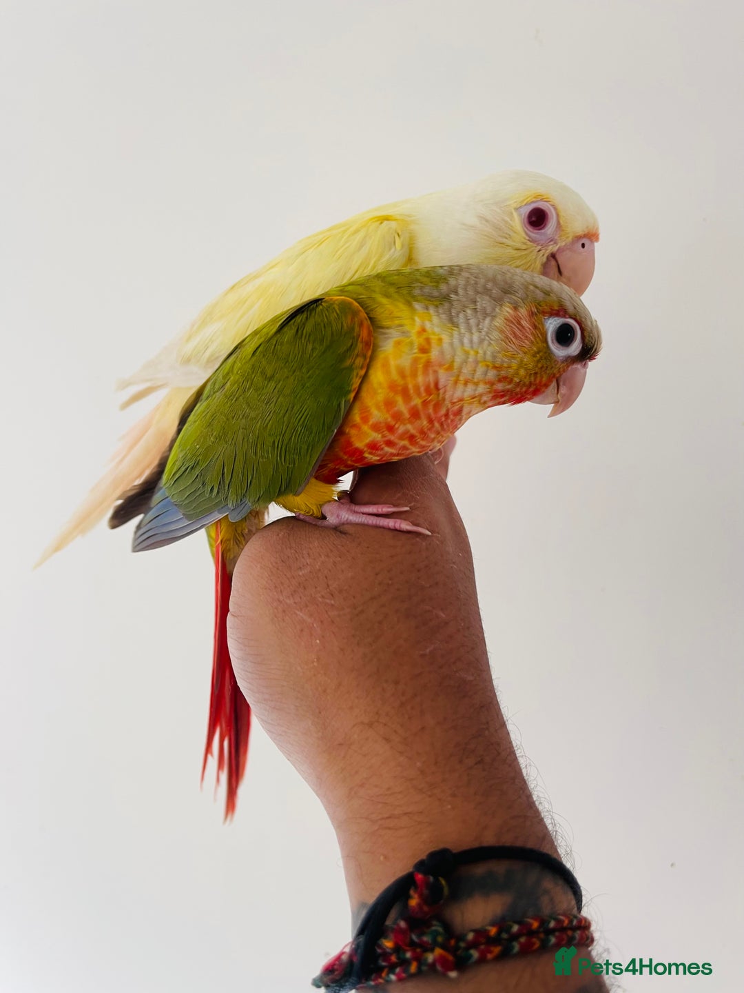 Conures birds for sale: Hand reared conures for sale  - Image 4