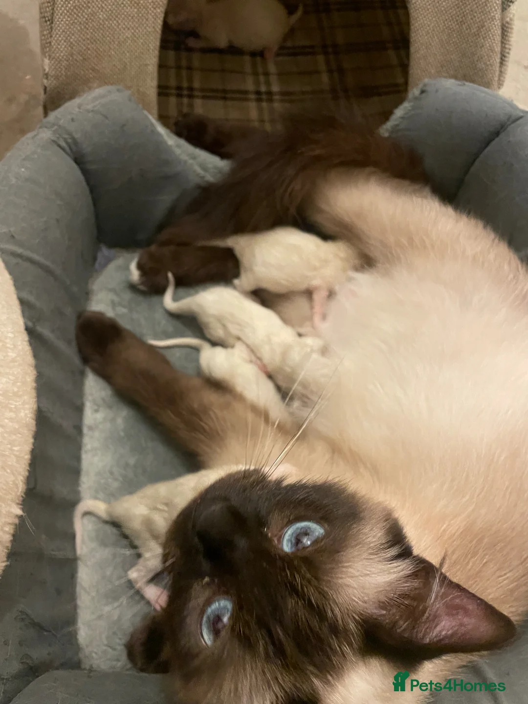 Ragdoll cats for sale: Ragdoll boy and girl - Advert 2