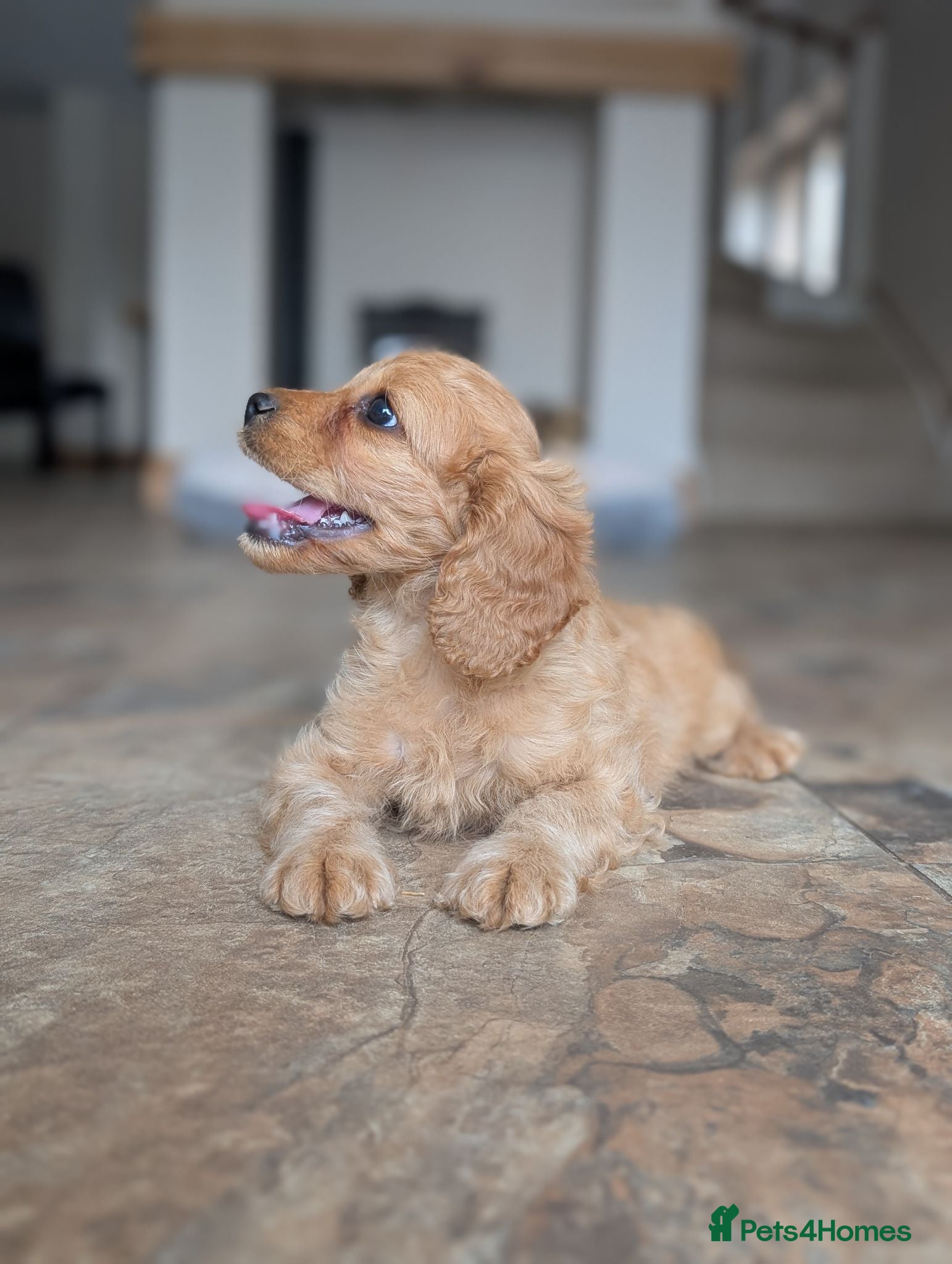 Cavapoo dogs 🌟 F1 Cavapoo Puppies –  Health Tested Parents - Advert 1