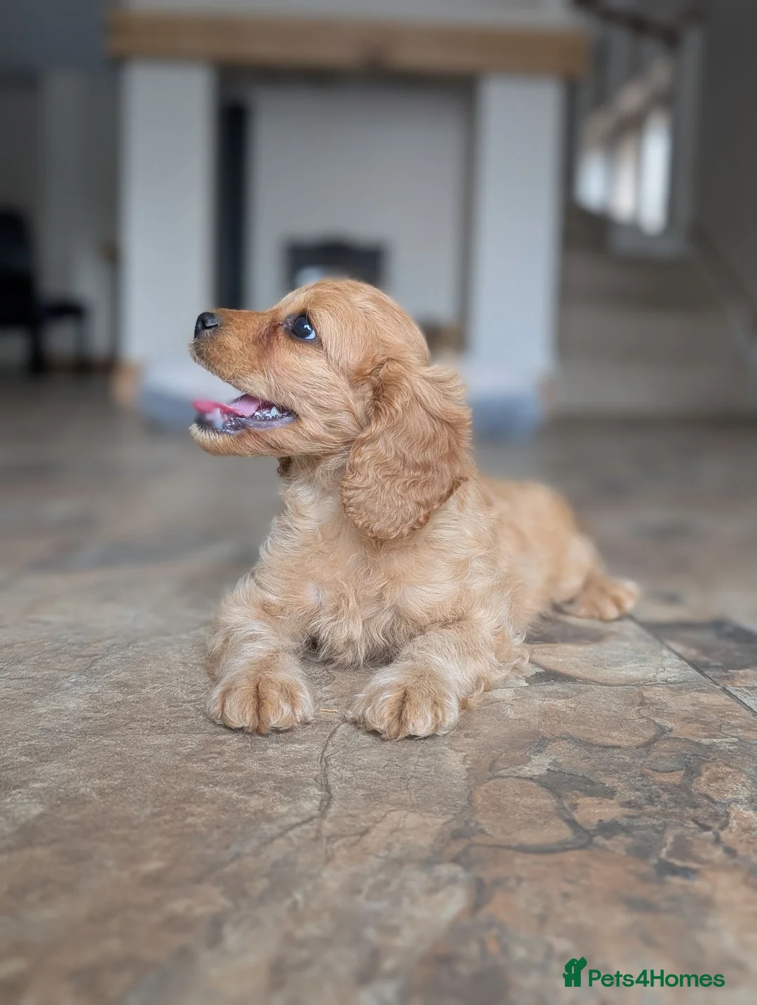 Cavapoo dogs for sale: 🌟 F1 Cavapoo Puppies –  Health Tested Parents - Advert 1