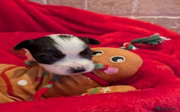 Biewer Terrier dogs for sale: Adorable Purebred Biewers  - Image 5