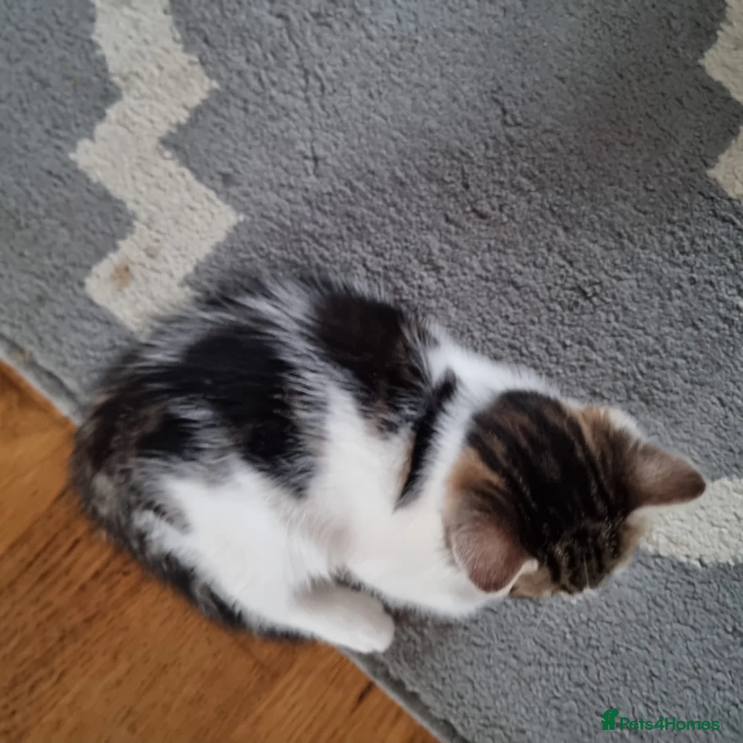 Mixed Breed cats for sale: 4 Cute Kittens For Sale !!!! - Advert 13