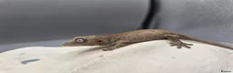 Gecko reptiles for sale: Red and orange striped gargoyle gecko  - Advert 3