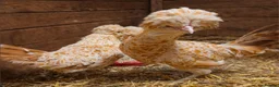 Chickens poultry for sale: Purebred Polish & USA Silkie Pekins Available  - Advert 18