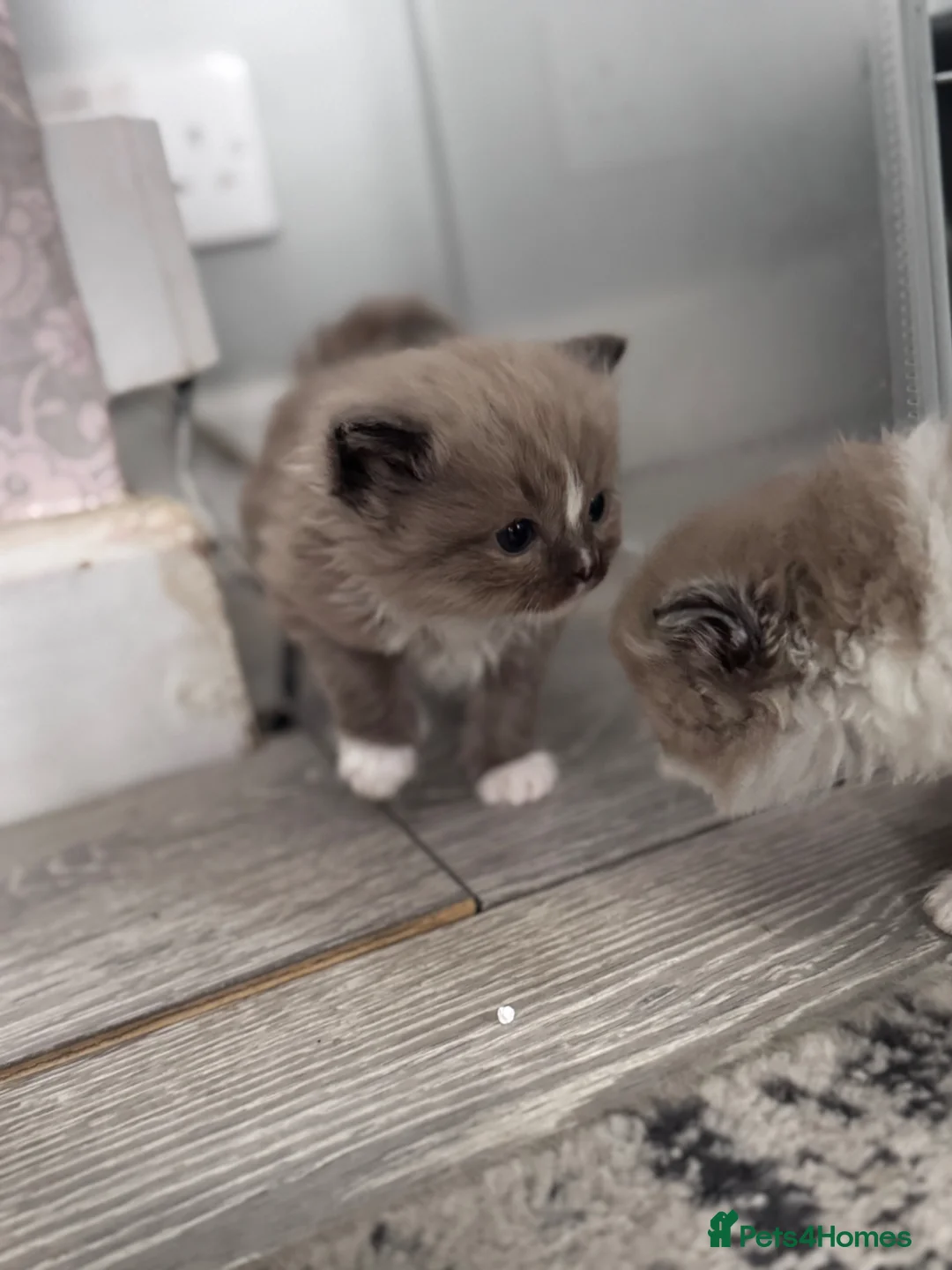 Ragdoll cats for sale: Female ragboll - Advert 5