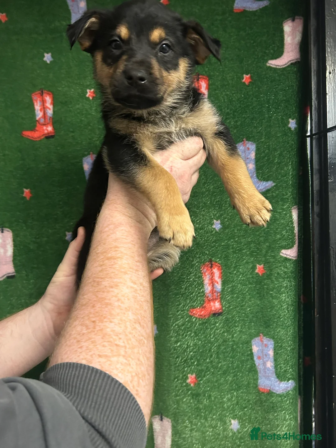 Mixed Breed dogs for sale: Swiss Shepherd Rottweiler mix - Advert 16
