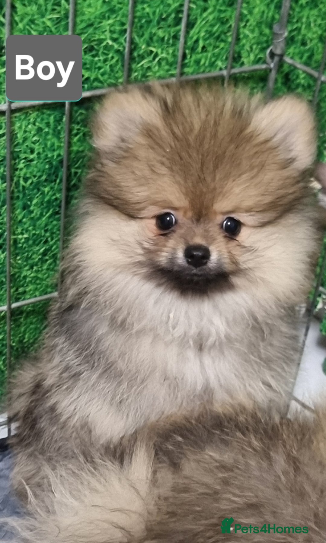 Pomeranian dogs for sale: Pomeranian  - Image 7