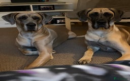 Great Dane dogs for sale: Last 2 Fawn Great Dane Pups - Image 5