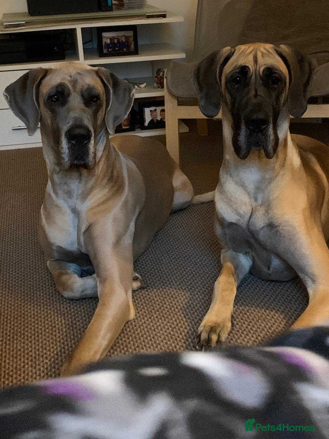 Great Dane dogs for sale: Last 2 Fawn Great Dane Pups - Image 5