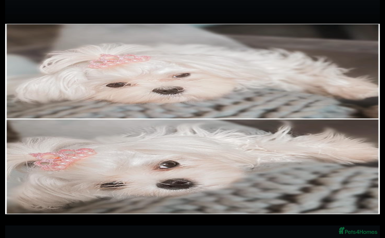 Maltipoo dogs F1 dollface Korean/Asian maltipoo fur babys  😍💙 - Advert 4