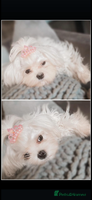 Maltipoo dogs F1 dollface Korean/Asian maltipoo fur babys 😍💙 - Advert 11