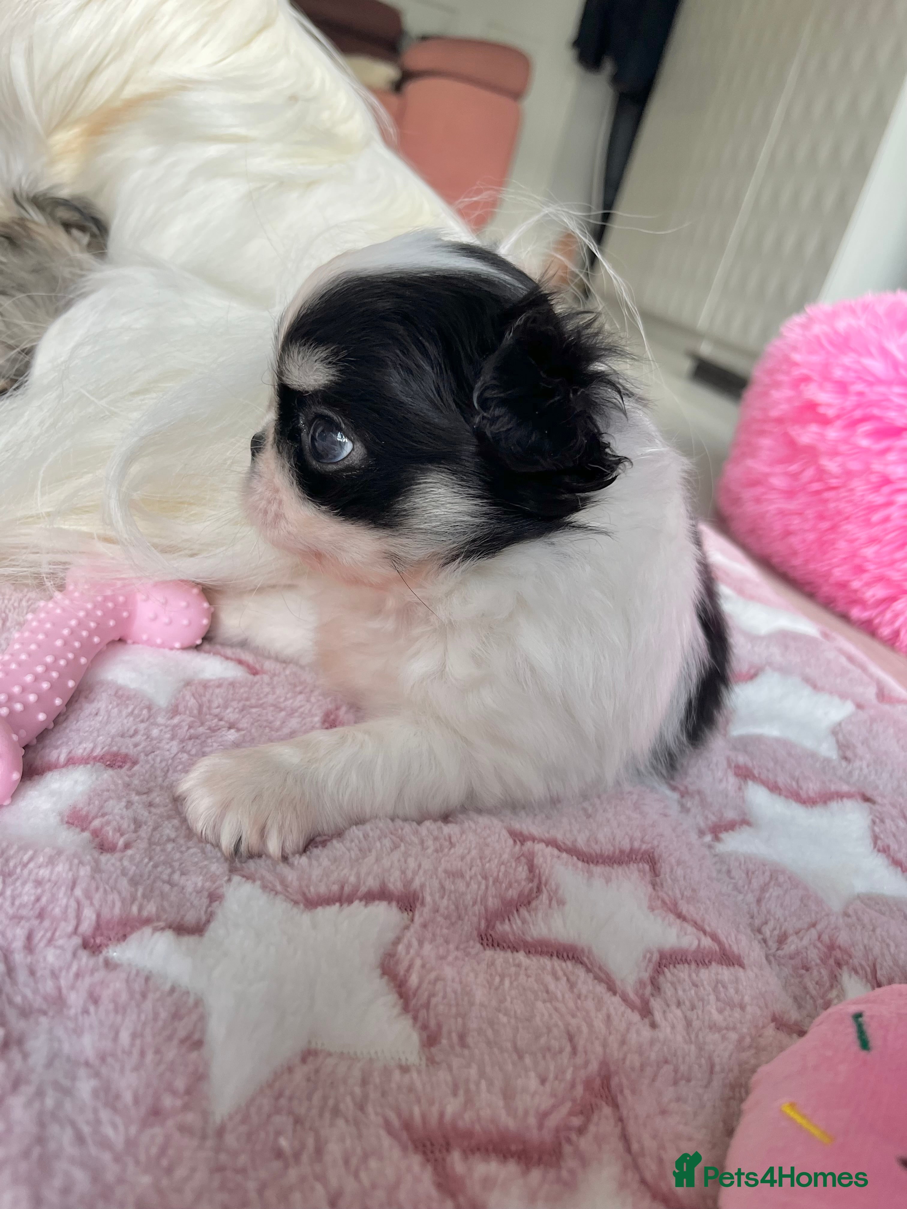 Chihuahua dogs Long Coat Chihuahua Boys Outstanding Quality ⭐️ - Advert 1