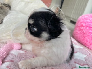 Chihuahua dogs Long Coat Chihuahua Boys Outstanding Quality ⭐️ - Advert 18