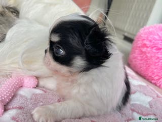 Chihuahua dogs Long Coat Chihuahua Boys Outstanding Quality ⭐️ - Advert 9