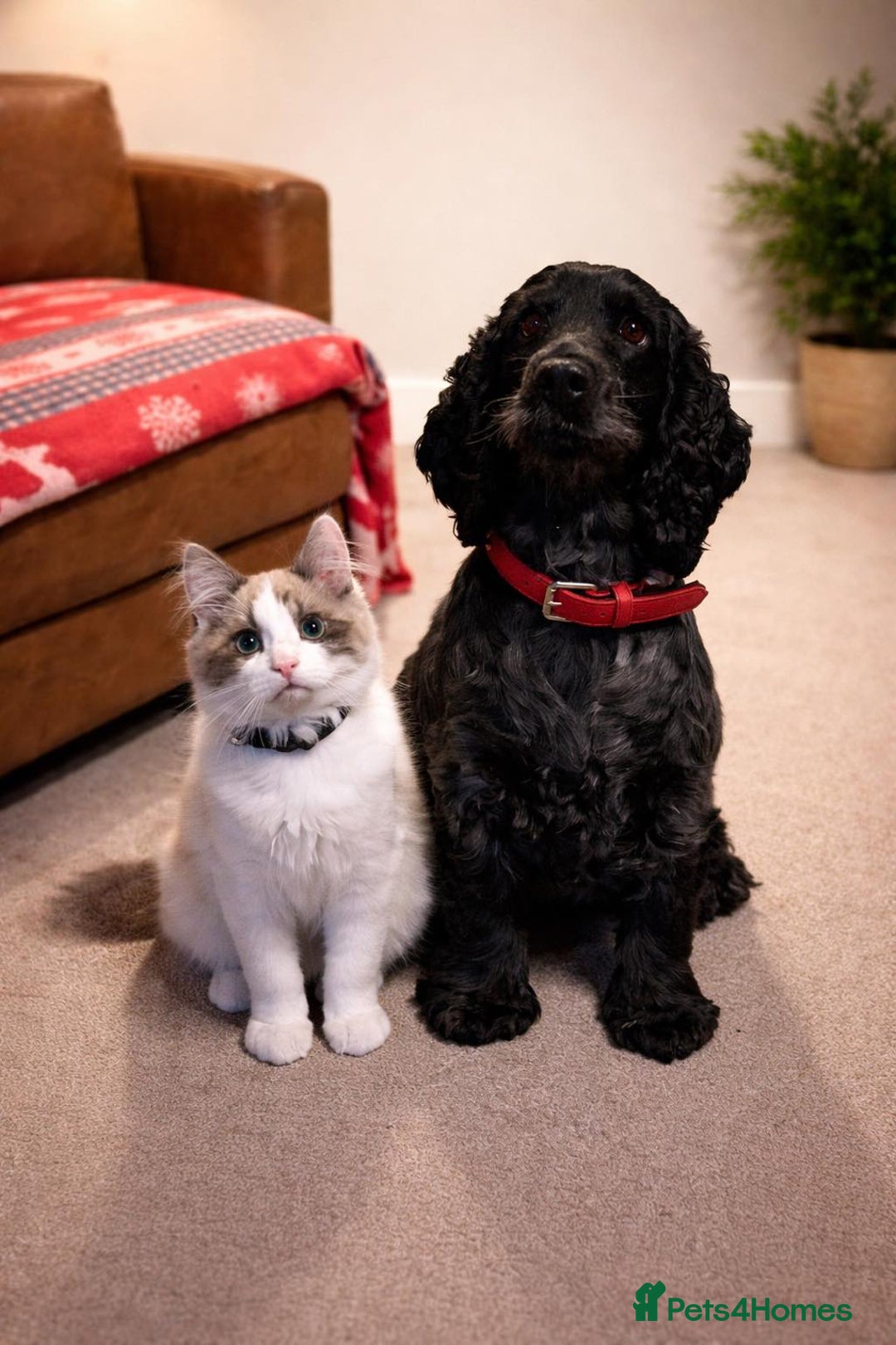 Cocker Spaniel dogs for sale: Poppy The Pedigree, KC REG, Show Cocker Spaniel - Advert 9