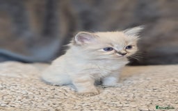 Ragdoll cats for sale: Ragdoll X Siberian X Himalyan - kittens  - Image 1