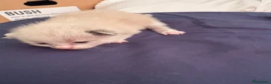 Ragdoll Kitten 6