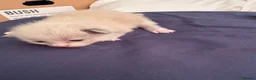 Ragdoll cats for sale: Beautiful 100% ragdoll babies - Advert 8