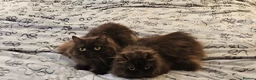 British Longhair cats for sale: 2 gorgeous chocolate British longhair girls - Advert 10
