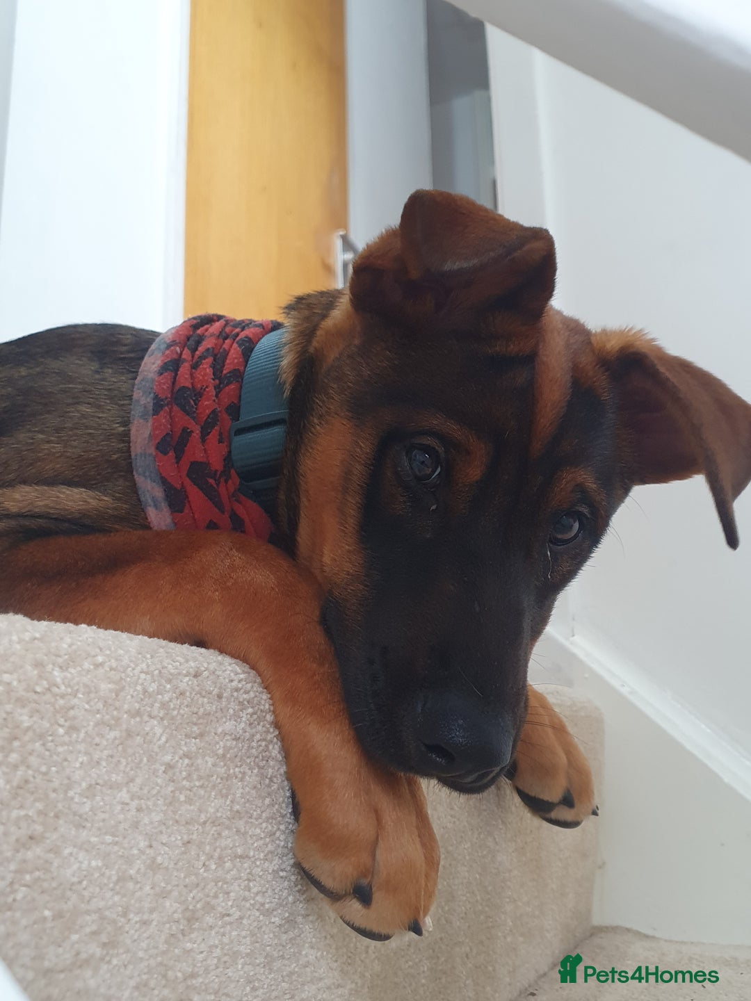 Mixed Breed dogs for sale: Doberman x akita 4 and half mths old - Advert 3