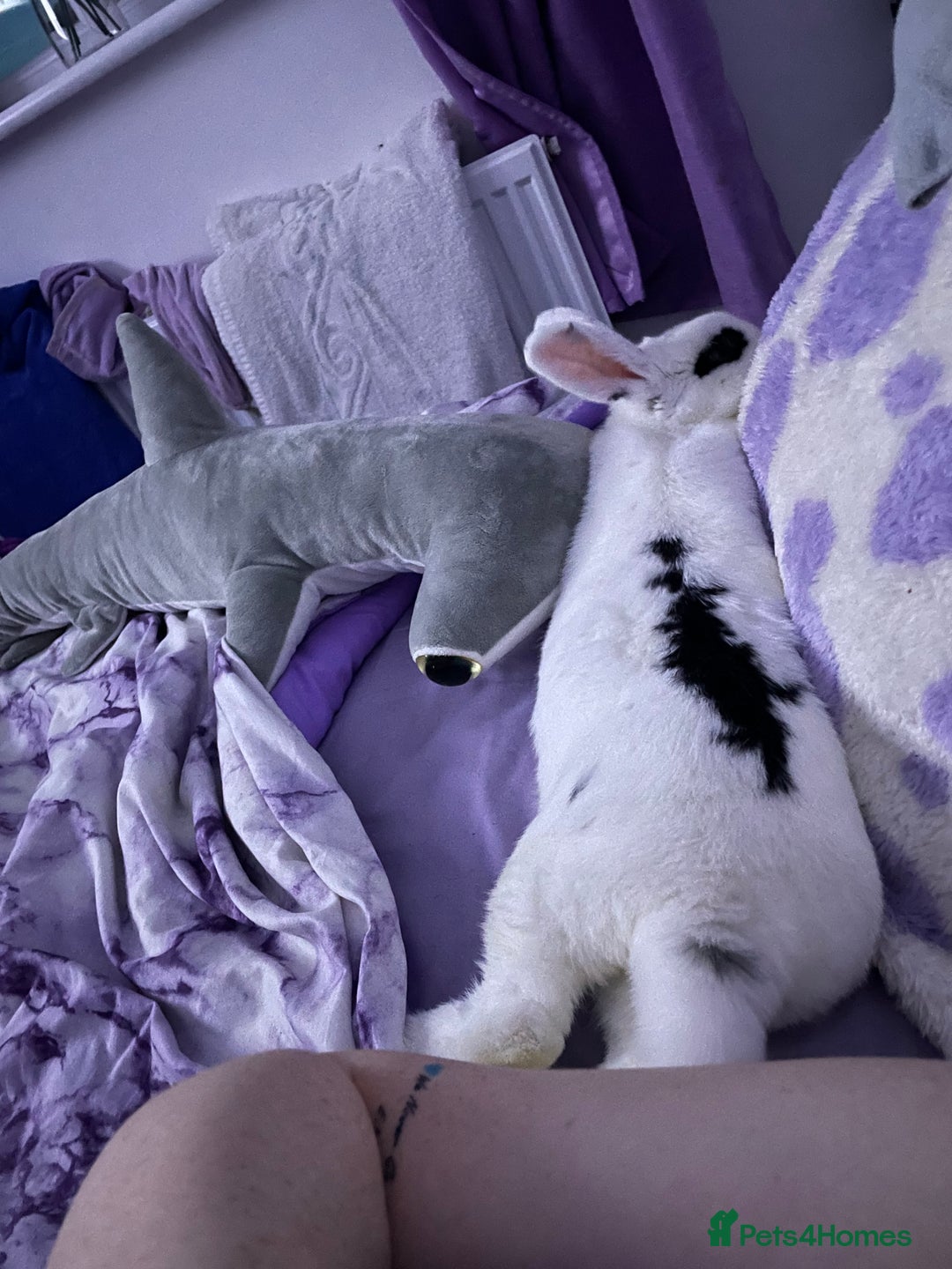 Mixed Breed rabbits for sale: White and Black Female Rabbit for adoption! FREE! - Image 6