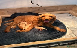 Cavapoo dogs for sale: Cavapoo Puppies for Sale - Image 2