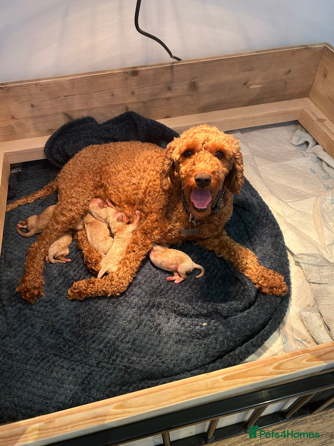 Cavapoo dogs for sale: Cavapoo Puppies for Sale - Image 2