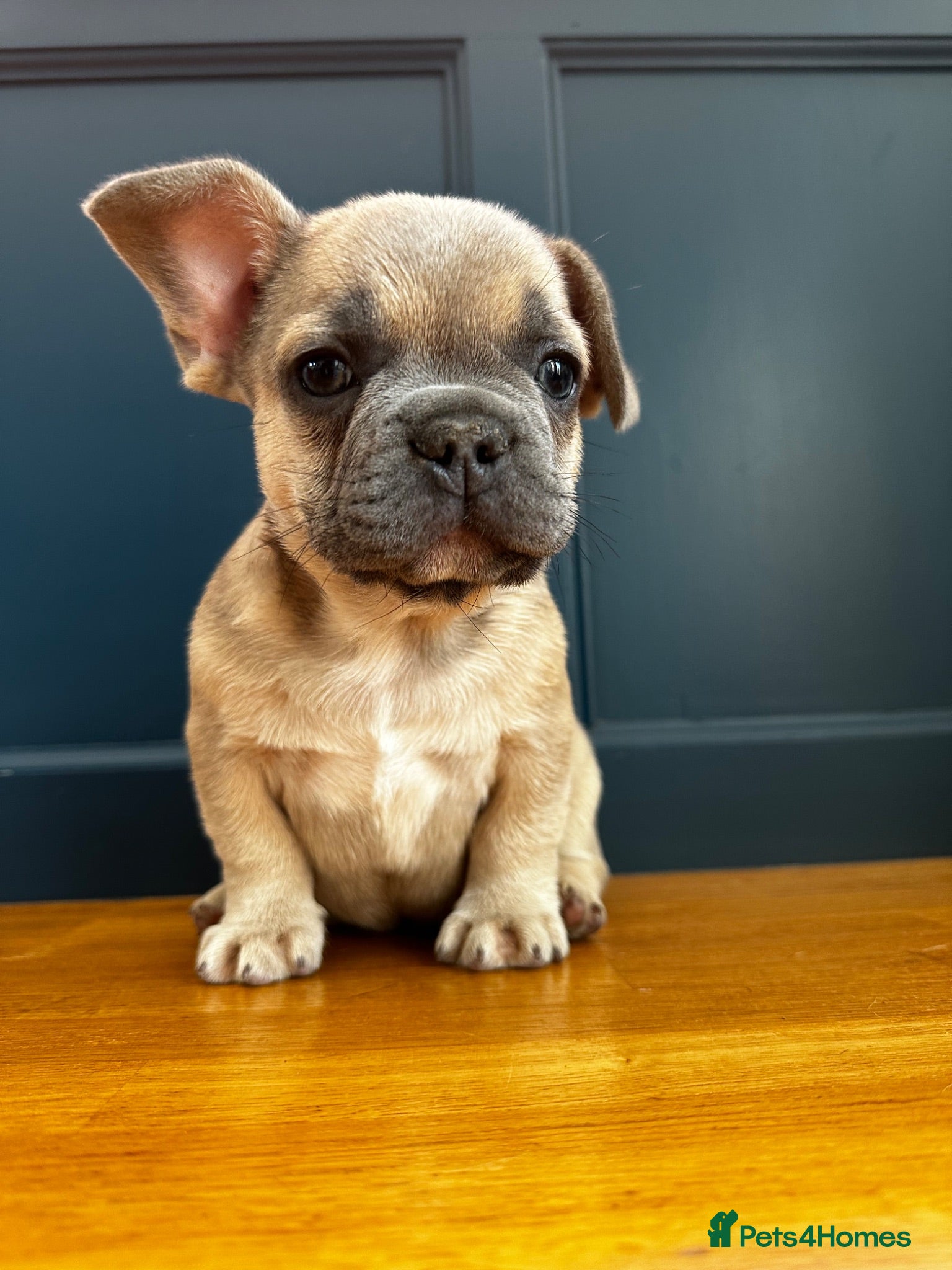 French Bulldog dogs Last boy, sweetest nature - Advert 13