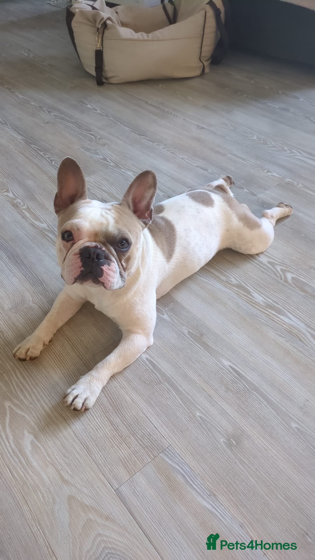 French Bulldog dogs for stud: Digbert loves Bitches 😍 - Image 2