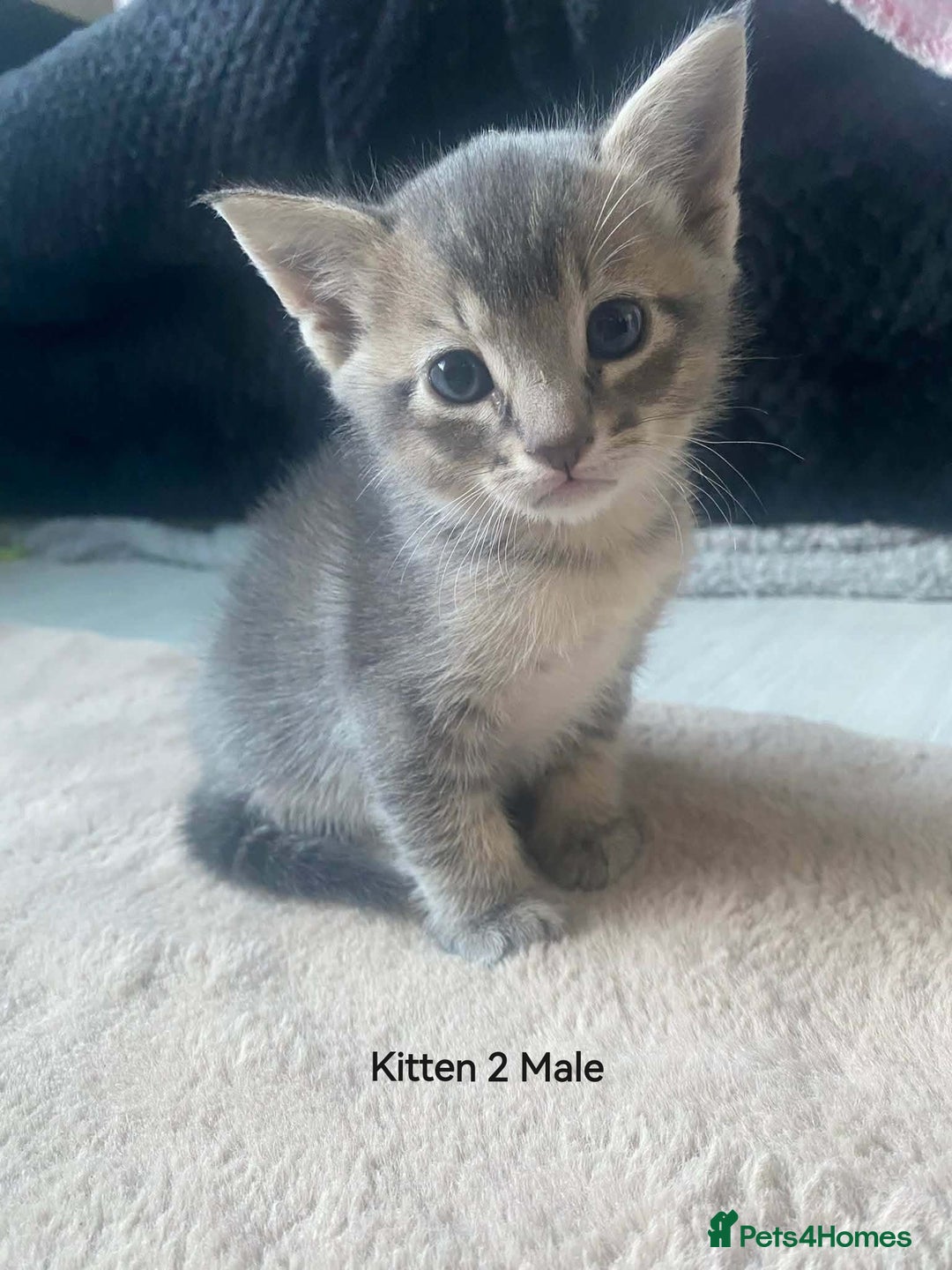 Mixed Breed cats for sale: Siamese Bengal mix kittens  - Advert 10
