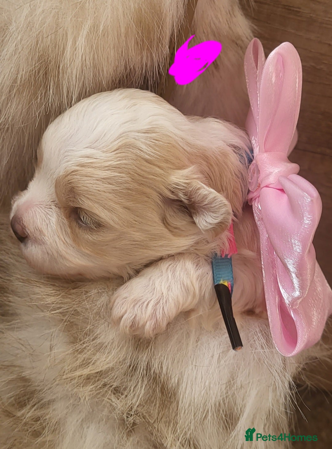 Maltipoo dogs for sale: Toy maltipoo puppies  - Advert 22