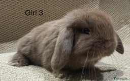 Mini Lop rabbits for sale: 🐰STUNNING MINI LOPS 🐰 ready to reserve!! - Image 6