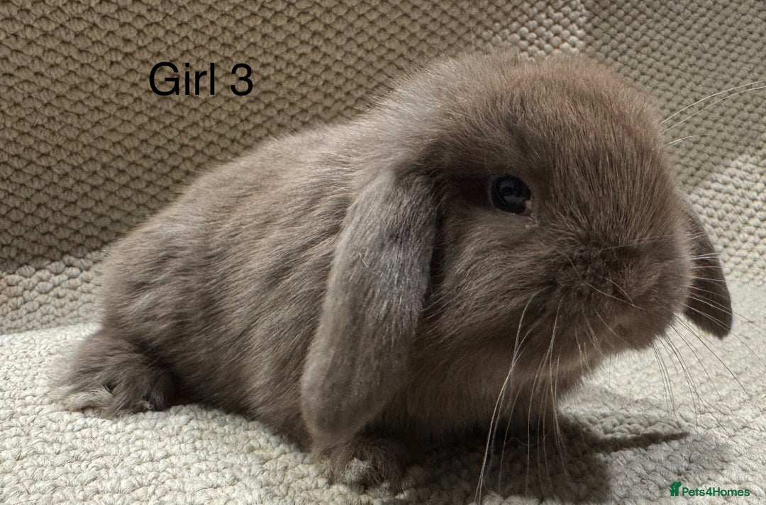 Mini Lop rabbits for sale: 🐰STUNNING MINI LOPS 🐰 ready to reserve!! - Image 6