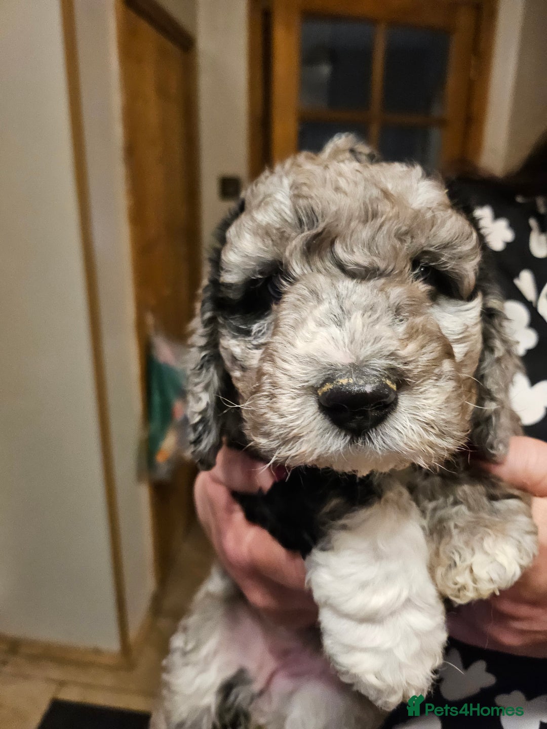 Cockapoo dogs for sale: Cockapoo Babies - Advert 5