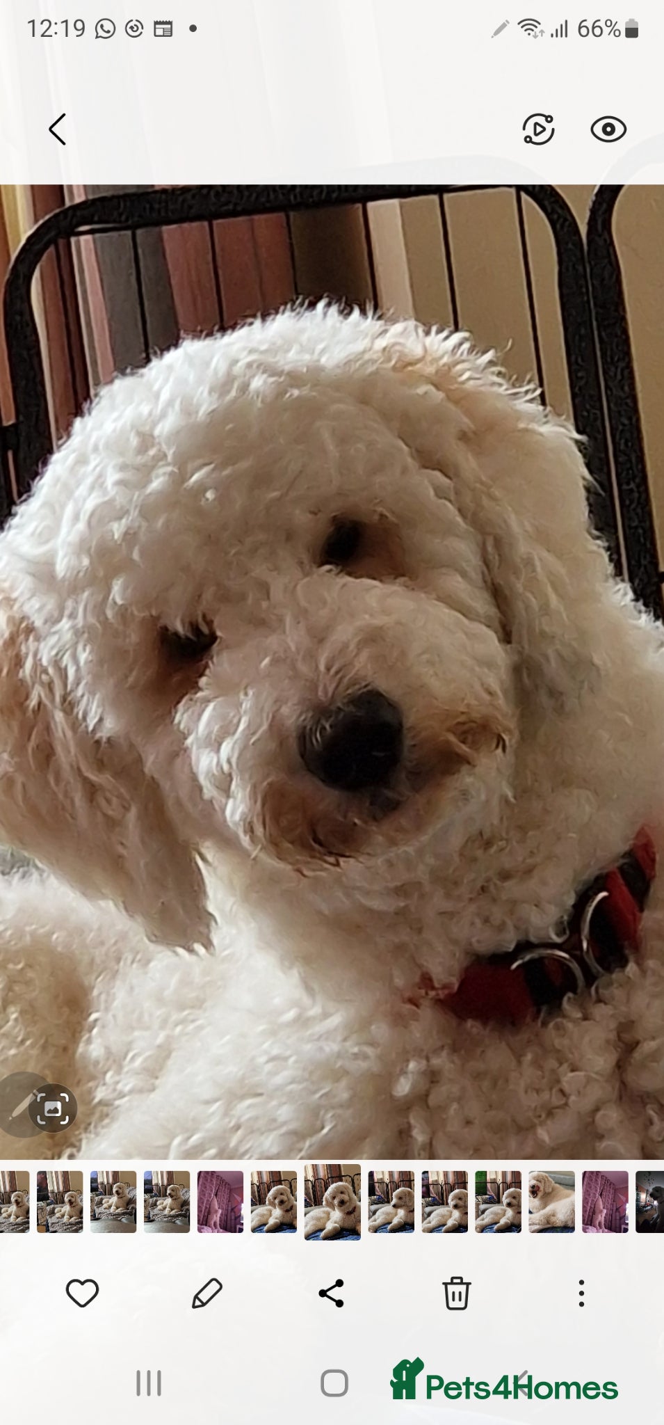 Standard Poodle dogs for stud: Standard White Poodle as stag - Advert 9