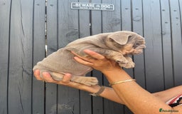 English Bulldog dogs for sale: Quality English bulldogs  - Image 9