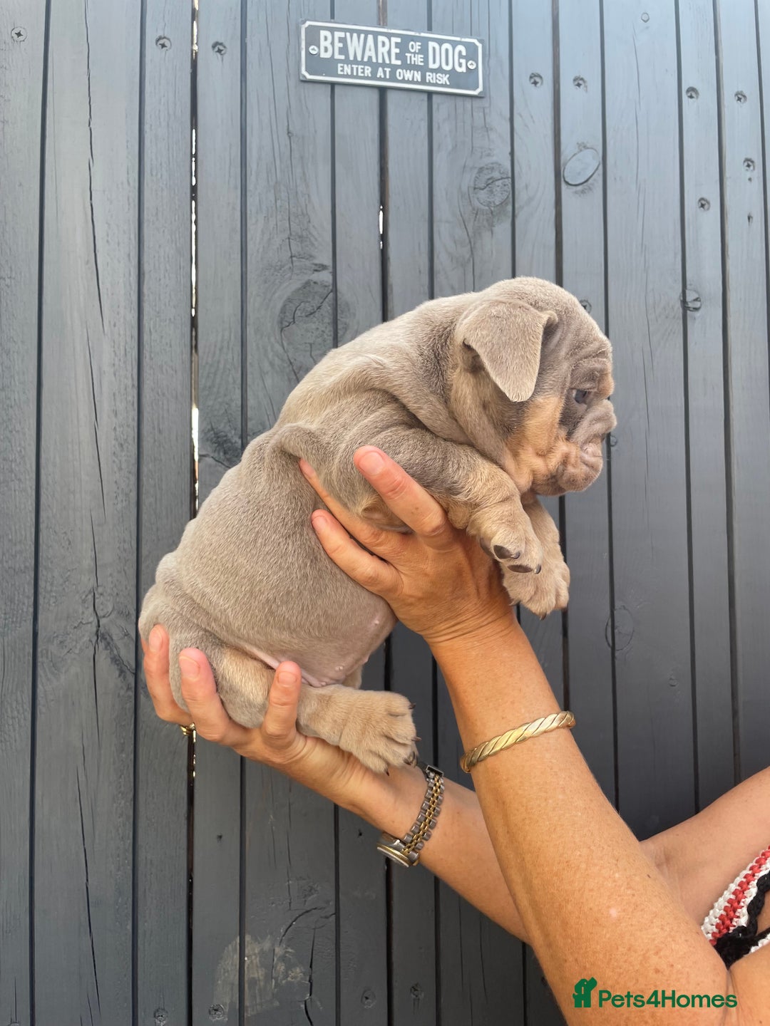 English Bulldog dogs for sale: Quality English bulldogs  - Image 9