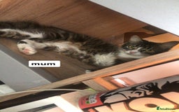 Mixed Breed cats for sale: 2 blue kittens  - Image 3