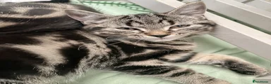 Bengal Kitten 1