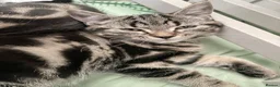 Mixed Breed cats for sale: Short haired x bengal kittens - Advert 3