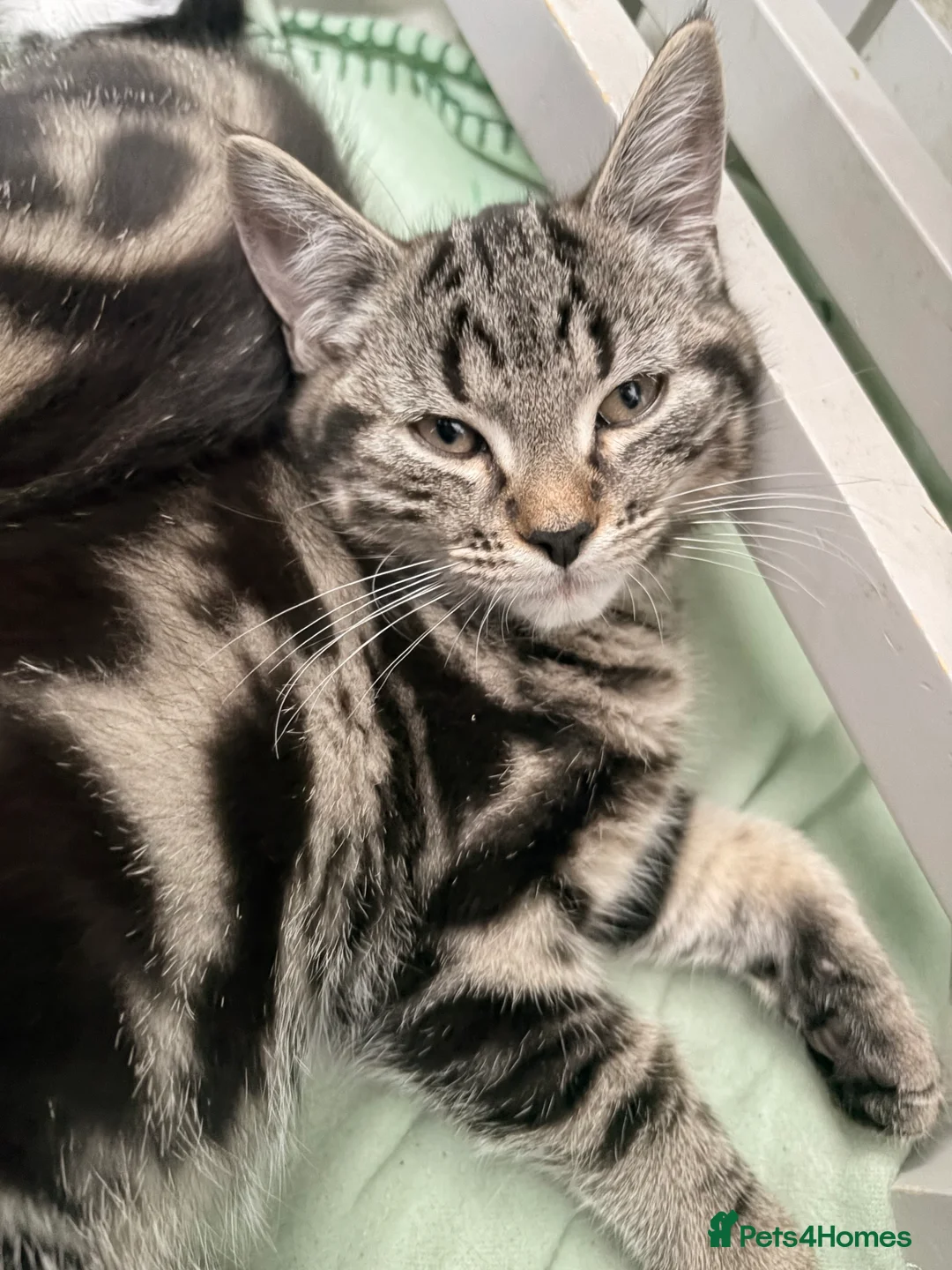 Mixed Breed cats for sale: Short haired x bengal kittens - Advert 3