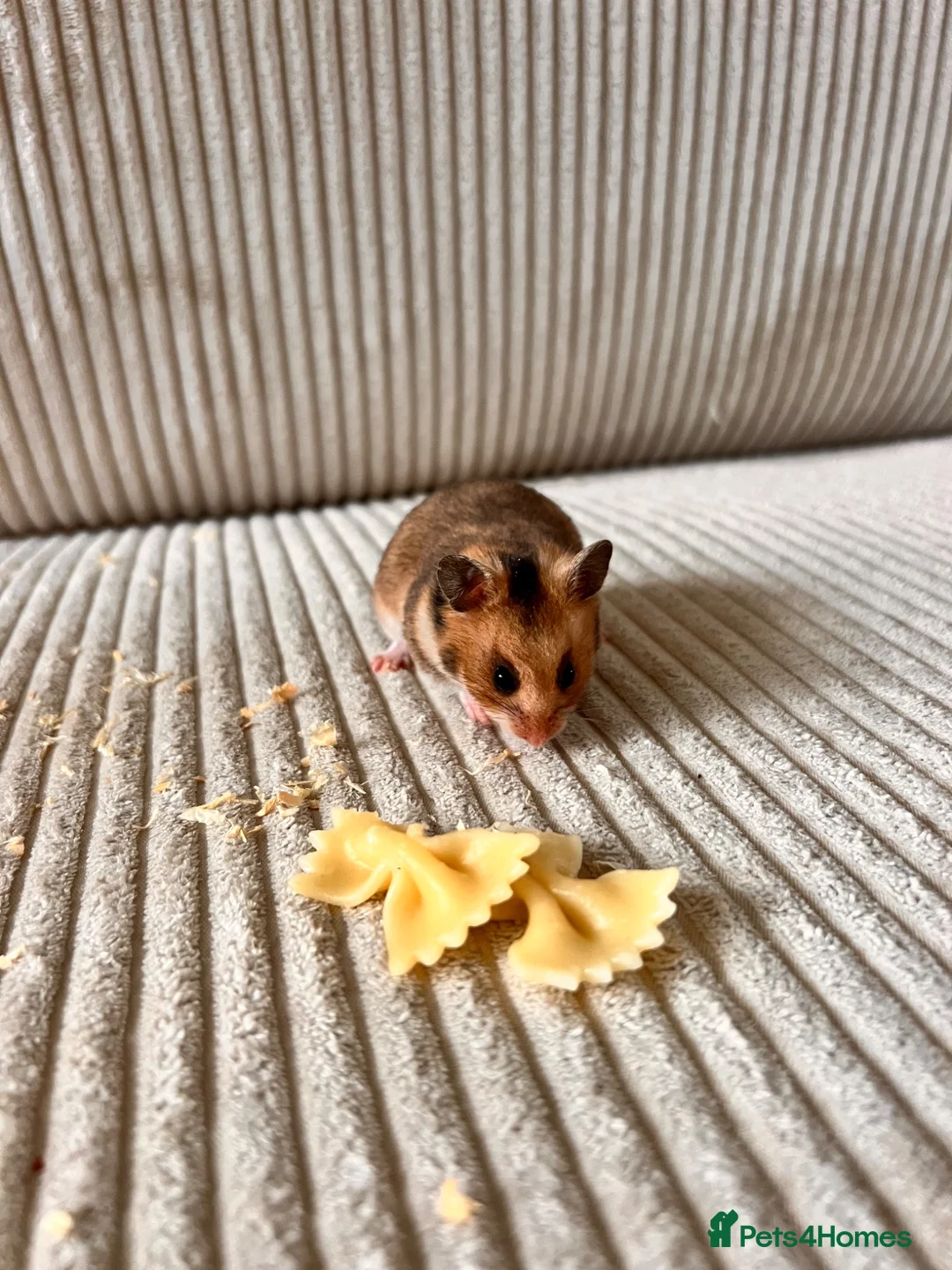 Hamster rodents for sale: Syrian hamster babies - Advert 18