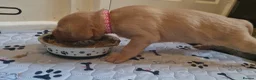 Labrador Retriever dogs for sale: Fox Red Labrador puppies for sale - Advert 3