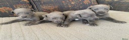 Whippet dogs for sale: 4 beautiful whippet puppies - Advert 9