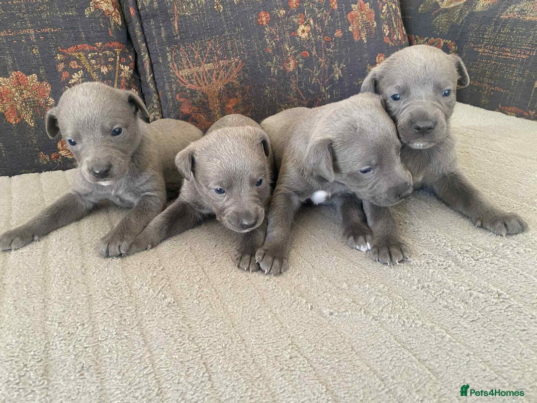 Whippet dogs for sale: 4 beautiful whippet puppies - Advert 9