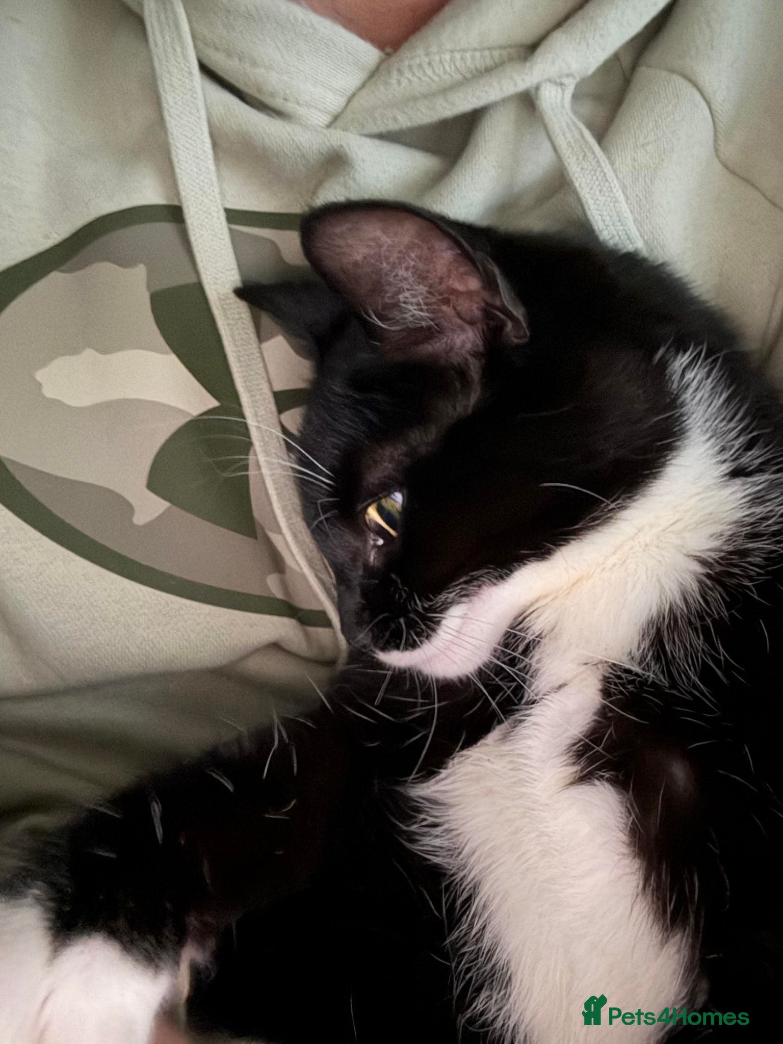 American Shorthair cats KITTEN’S KITTENS — CALEB & TIRZAH - Advert 7