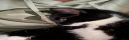 American Shorthair cats for sale: KITTEN’S KITTENS — CALEB & TIRZAH - Advert 1